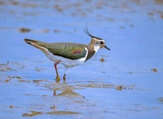 10万多只野生鸟类常年栖息于此 朱湖湿地生态好 美丽水鸟竞还巢
