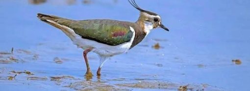 10万多只野生鸟类常年栖息于此 朱湖湿地生态好 美丽水鸟竞还巢